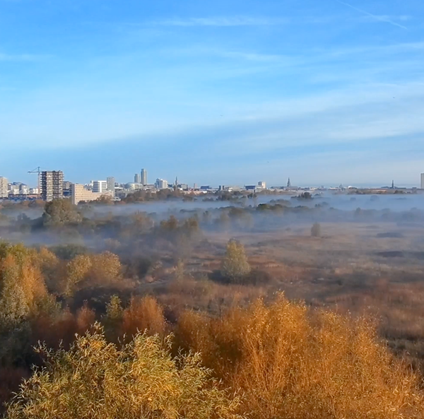 Morgendis på Amager fælled